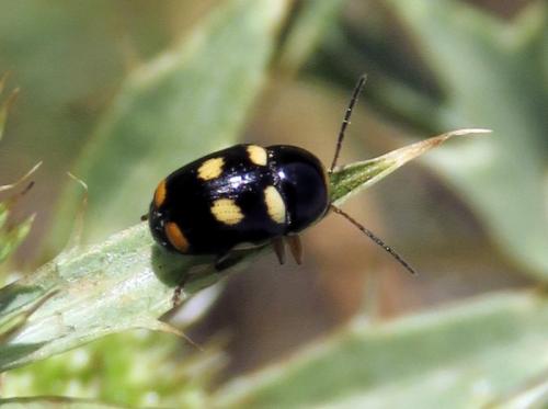 Réf. 233 774 : Cryptocephalus crassus